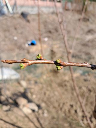 금적산신령님의 농사, 무엇이든 물어보세요! · 참여글 작성글 사진