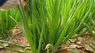 농부아내님의 작성글 사진