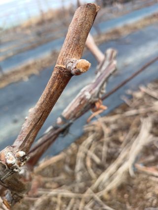 상훈경영체등록5년차님의 2025 풍년들게 하소서! · 참여글 작성글 사진