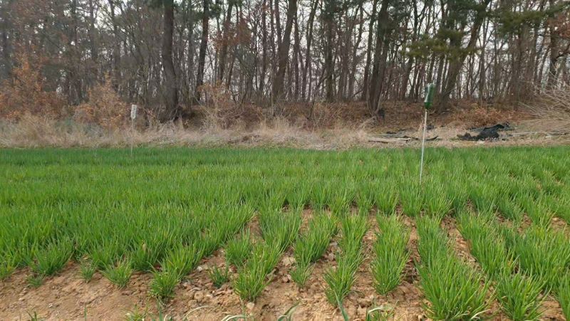 농부아내님의 장터 판매 상품 [월동한 노지 토종쪽파 2kg] 첨부 사진