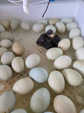 팜모닝회원 바이크농원님의 자유주제 · 자유게시판 작성글 사진