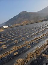 팜모닝 2025 풍년들게 하소서!·참여글 게시글 이미지