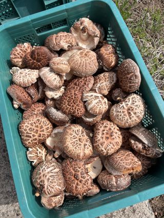 한밭농원님의 자유주제 · 자유게시판 작성글 사진