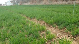 농부아내님의 작성글 사진