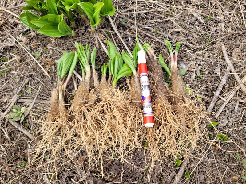 이은정님의 장터 판매 상품 [명이나물 산마늘 명이모종 종근(울릉도종)] 첨부 사진