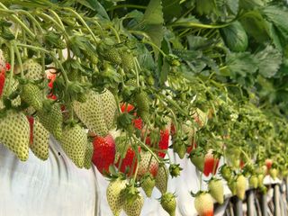 논산. 이순자님의 작성글 사진