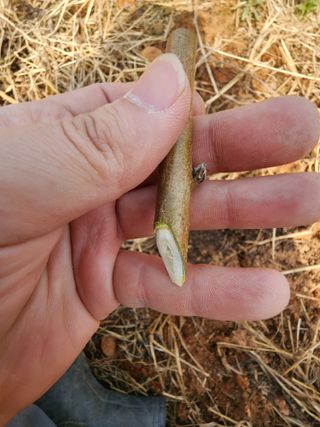 김영준님의 2025 풍년들게 하소서! · 참여글 작성글 사진