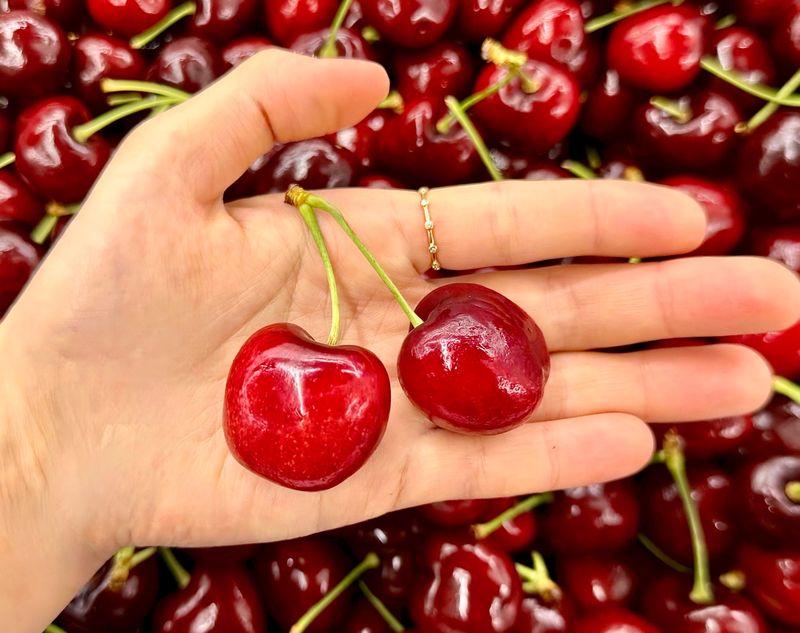 농부손녀님의 장터 판매 상품 [[과일계의 다이아몬드] 새콤달콤한 맛, 왕체리 생체리 5kg] 첨부 사진