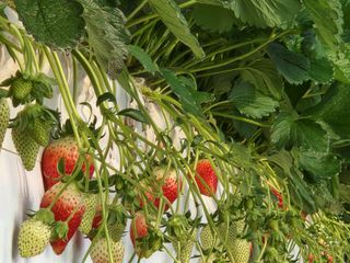 논산. 이순자님의 작성글 사진