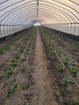 임한혁님의 감자·자유게시판 작성글 사진