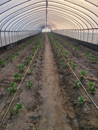 임한혁님의 감자 · 자유게시판 작성글 사진