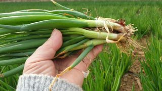 농부아내님의 작성글 사진