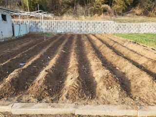 감자 고구마님의 2025 풍년들게 하소서! · 참여글 작성글 사진