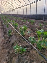 임한혁님의 감자·자유게시판 작성글 사진