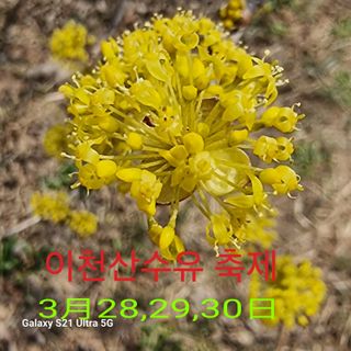 이천산수유님의 자유주제 · 자유게시판 작성글 사진