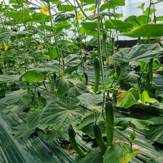 단지바이오님의 자유주제 · 자유게시판 작성글 사진