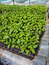 팜모닝 · 게시글 이미지