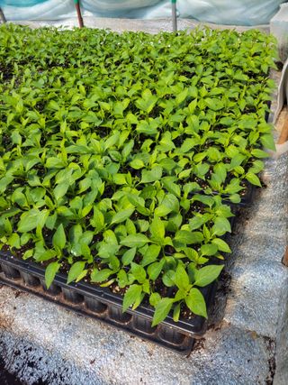 김종옥님의 작성글 사진