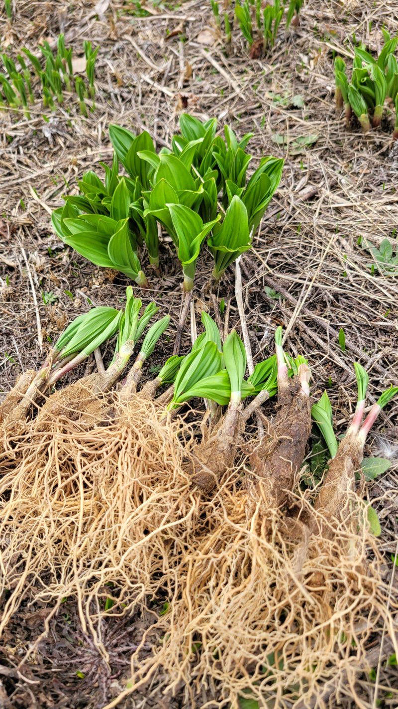 이은정님의 장터 판매 상품 [명이나물 산마늘 명이모종 종근(울릉도종)] 첨부 사진
