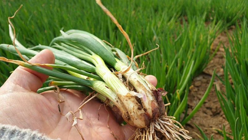 농부아내님의 장터 판매 상품 [월동한 노지 토종쪽파 2kg] 첨부 사진