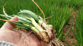 농부아내님의 작성글 사진