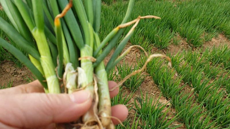 농부아내님의 장터 판매 상품 [월동한 노지 토종쪽파 2kg] 첨부 사진