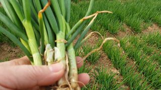 농부아내님의 작성글 사진