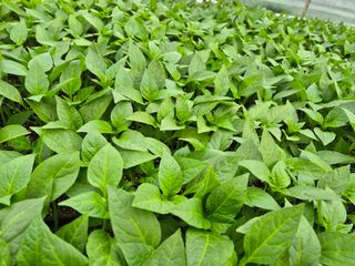 김영진(전남영광)님의 자유주제 · 자유게시판 작성글 사진