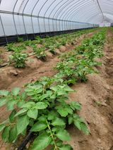 팜모닝 감자·자유게시판 게시글 이미지