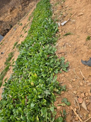 코지자연치유님의 2025 풍년들게 하소서! · 참여글 작성글 사진