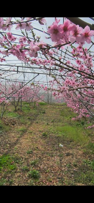 제주부자팜님의 자유주제 · 자유게시판 작성글 사진