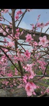 팜모닝 자유주제·자유게시판 게시글 이미지