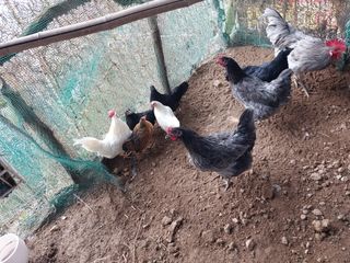 무형교회목사 안영진님의 작성글 사진