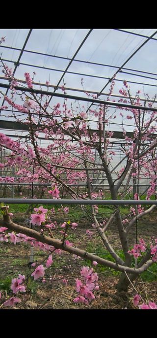 제주부자팜님의 자유주제 · 자유게시판 작성글 사진