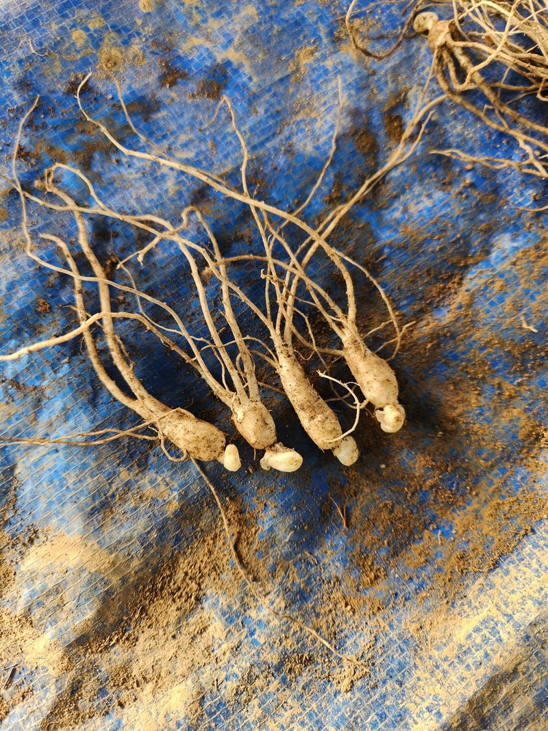 장터 상품 [방울삼 필요하신분 ] 썸네일