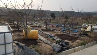 김용호님의 2025 풍년들게 하소서! · 참여글 작성글 사진