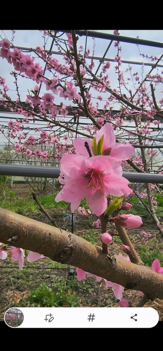 제주부자팜님의 자유주제 · 자유게시판 작성글 사진