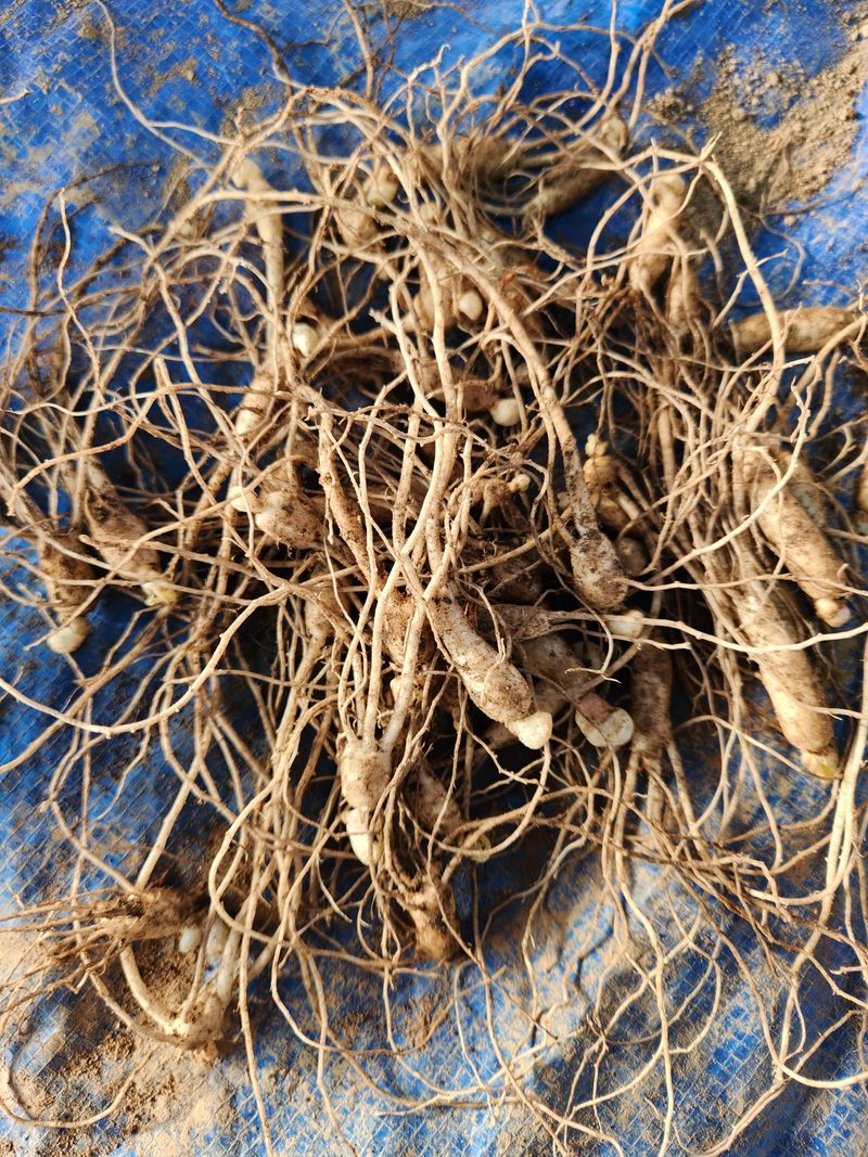 문귀순님의 장터 판매 상품 [방울삼 필요하신분 ] 첨부 사진