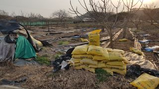 김용호님의 2025 풍년들게 하소서! · 참여글 작성글 사진