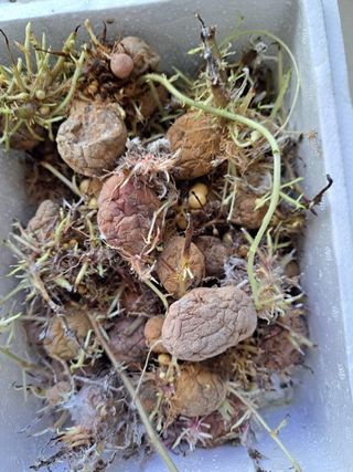 황금재님의 자유주제 · 자유게시판 작성글 사진