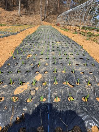 코지자연치유님의 2025 풍년들게 하소서! · 참여글 작성글 사진