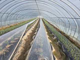 팜모님정보감사합니다님의 2025 풍년들게 하소서! · 참여글 작성글 사진