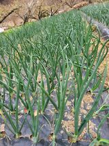 팜모닝 자유주제·자유게시판 게시글 이미지