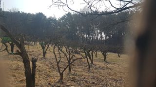 김용호님의 2025 풍년들게 하소서! · 참여글 작성글 사진