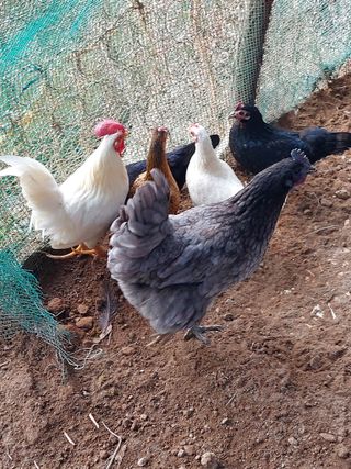 무형교회목사 안영진님의 작성글 사진