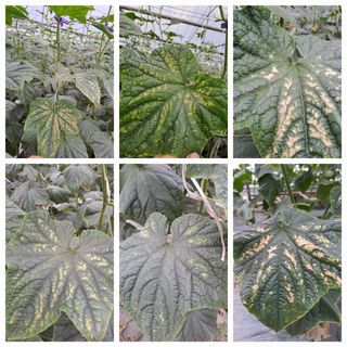 단지바이오님의 자유주제 · 자유게시판 작성글 사진