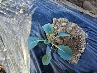 김성식님의 자유주제 · 자유게시판 작성글 사진