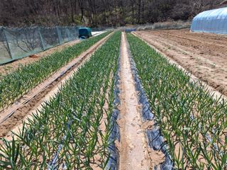 초보굴백이님의 마늘 · 일상 작성글 사진