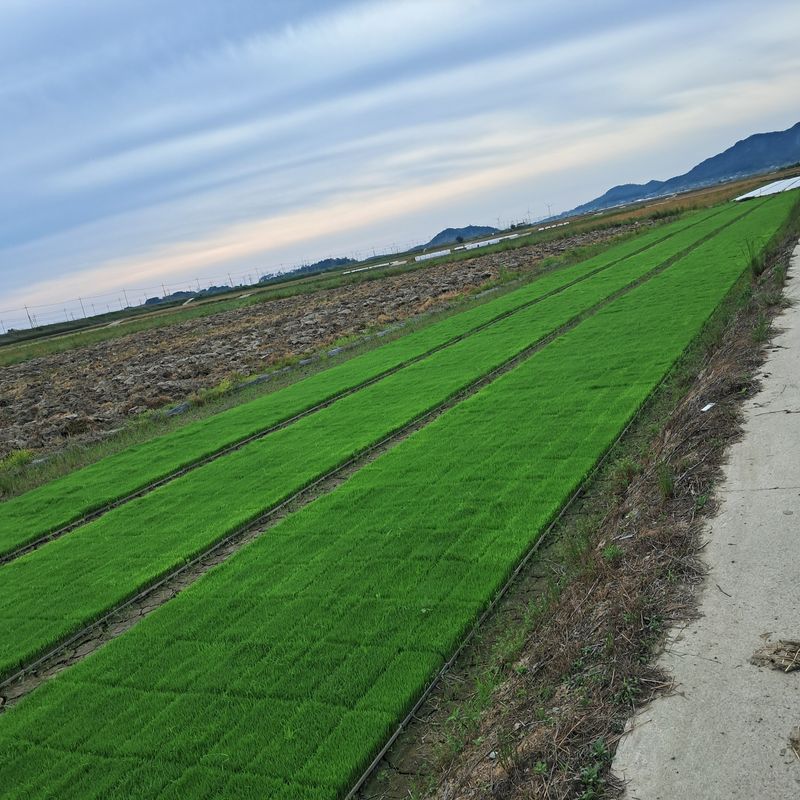 김형진님의 장터 판매 상품 [일반미 20kg] 첨부 사진