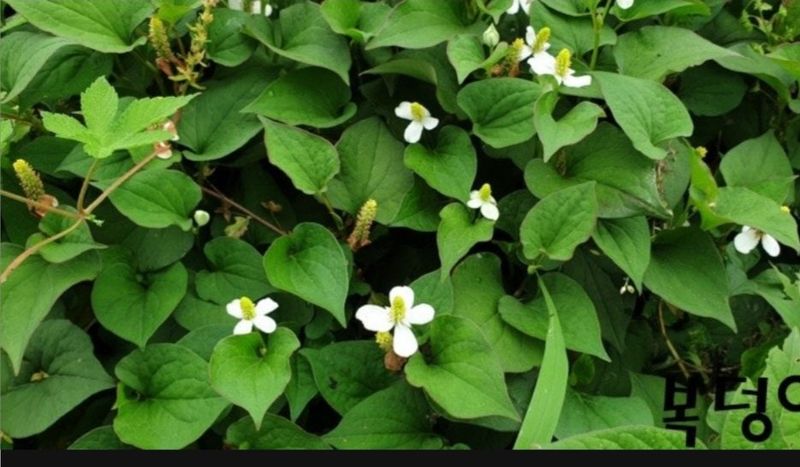 장터 상품 [야생 어성초 2만원 이상 최저가 주문 받음] 썸네일